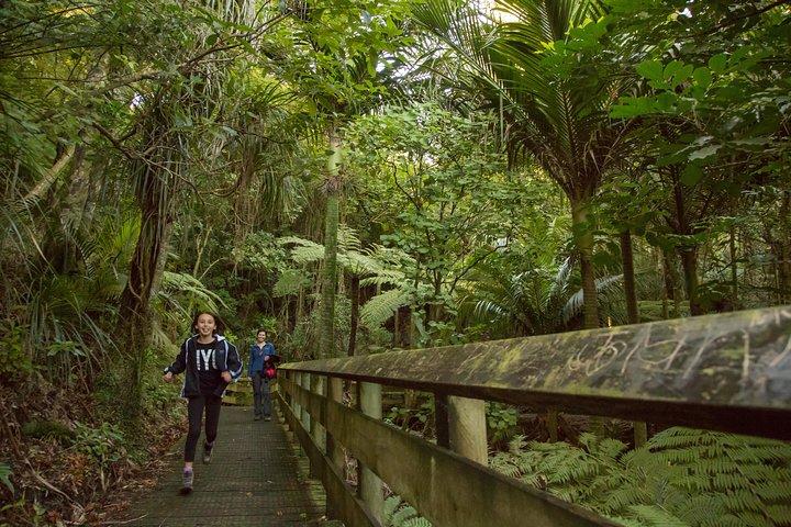 Tauranga Shore Excursion: Top Half Day Curated Highlights Tour