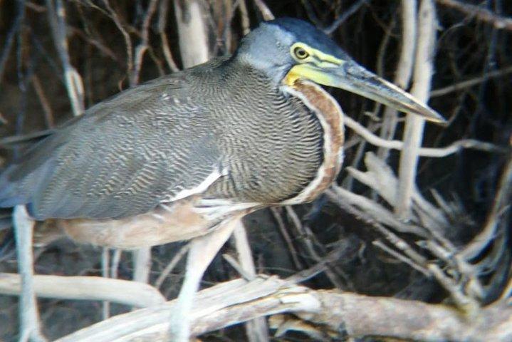 Palo Verde National Park boat and wildlife tour one day tour