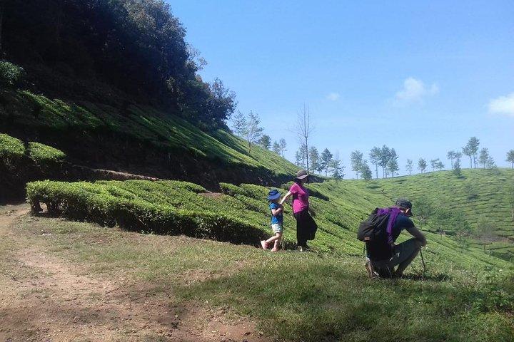 Tea planation walking In Munnar- (by Munnar Info)
