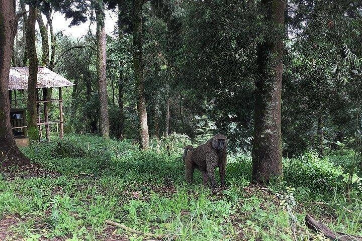 Two days Lake Wenchi and Menagesha Forest
