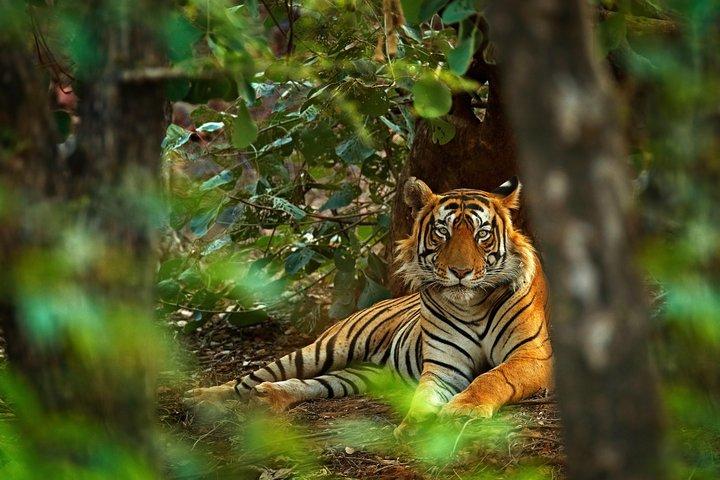 Golden Triangle Tour med Ranthambore