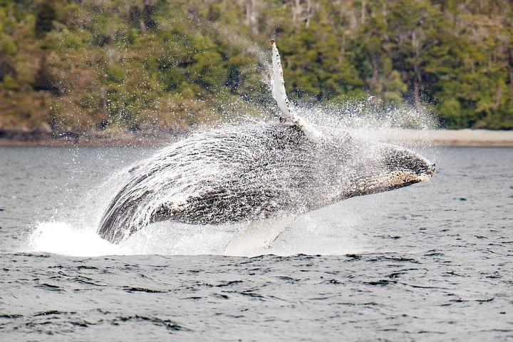Avistamiento de Ballenas y Glaciares desde Punta Arenas Parque Francisco Coloane