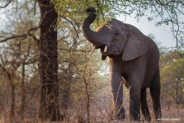 Visite personnalisée de la faune d'Akagera de 2 jours