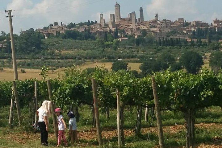 Montalcino og Pienza Toscana Wine & Cheese Fullday fra Firenze