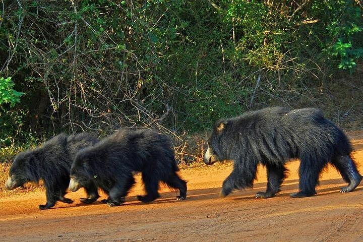 ハンバントタのヤラ国立公園を訪問