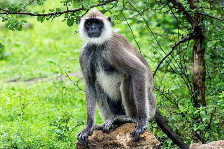 ハンバントタのヤラ国立公園を訪問