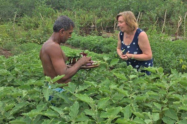 Eksklusivt: Sydlige Sri Lanka Sightseeing Privat Dagstur