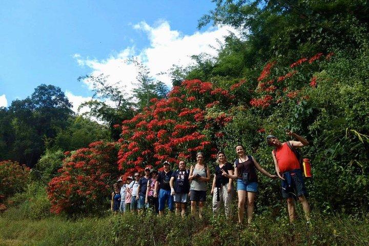 2 DAGE 1 NAT Deltag i Jungle Trek i Huay Nam Dung National Park