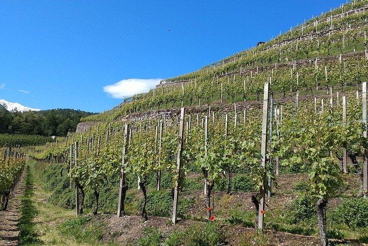 Wine and Food tasting PRIVATE Guided Tour
