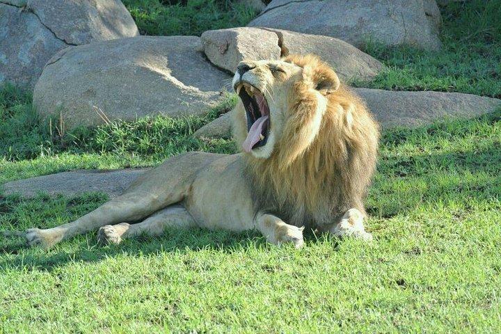 Safari de lujo de 3 días