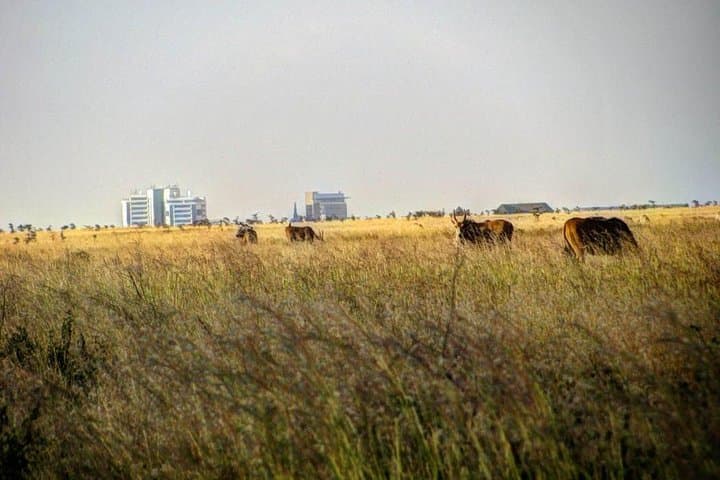 Nairobi Airport Layover Half Day Tour Nairobi National Park