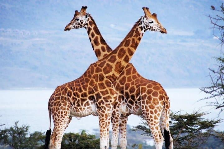 Nairobi Airport Layover Half Day Tour Nairobi National Park