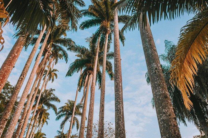 Rio de Janeiro Botanical Garden & Tijuca Forest Tour