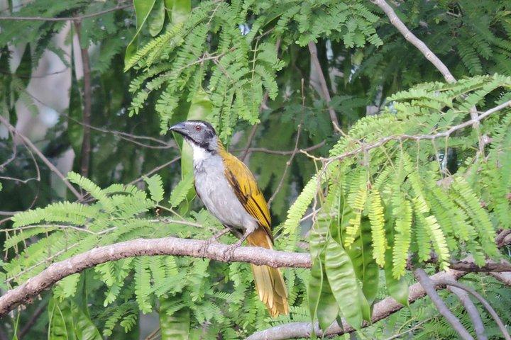 Vogelbeobachtung Cancun