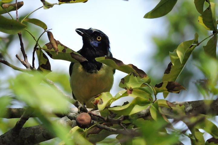 Vogelbeobachtung Cancun