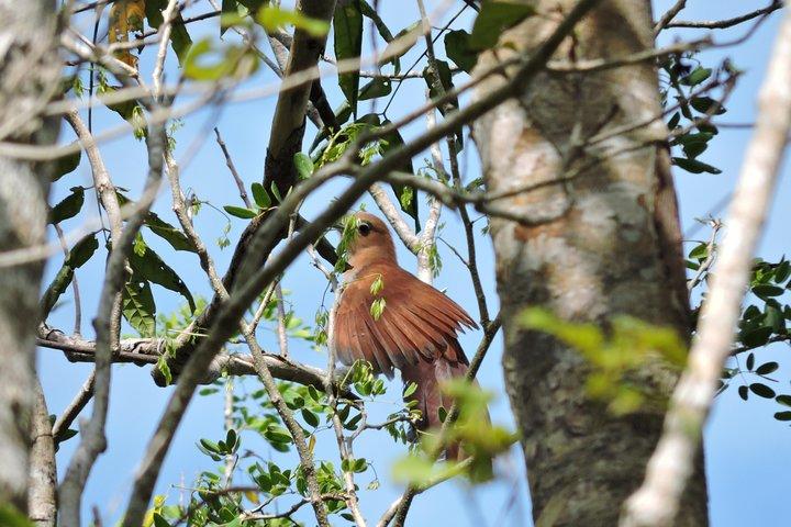 Vogelbeobachtung Cancun