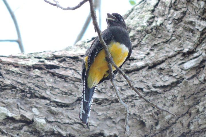 Vogelbeobachtung Cancun