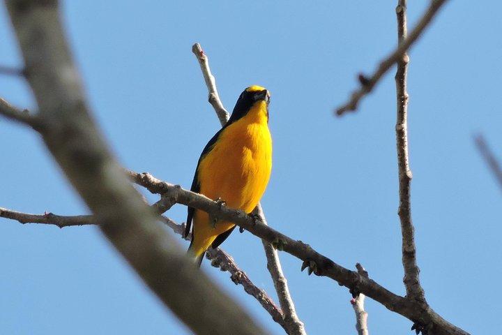 Vogelbeobachtung Cancun