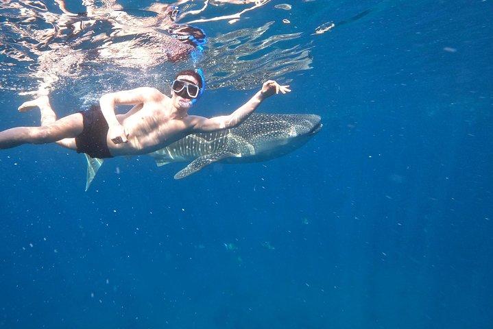 Excursão Cebu Whaleshark