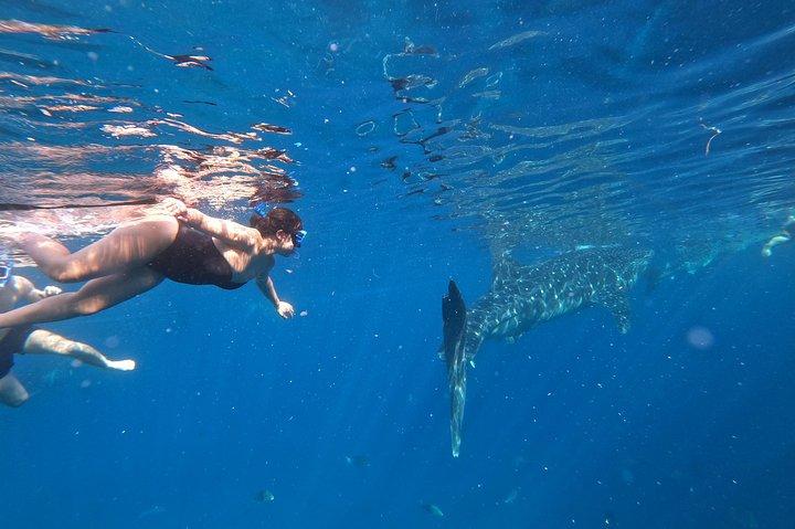 Excursão Cebu Whaleshark