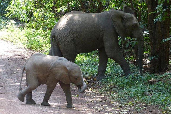 5Dias Camping Safari: Ngorongoro, Serengeti, Lago Manyara y Tarangire