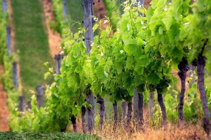 Privé Chianti-wijntour