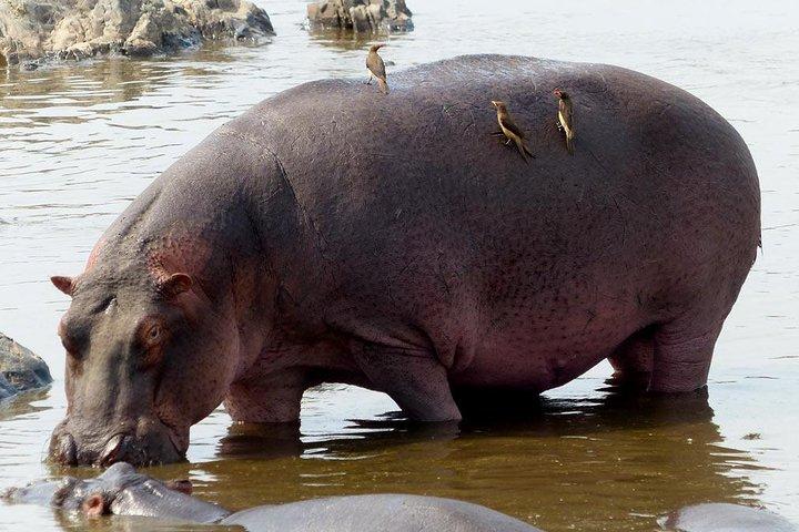 5Dias Camping Safari: Ngorongoro, Serengeti, Lago Manyara y Tarangire