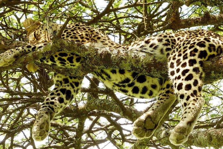 5Dias Camping Safari: Ngorongoro, Serengeti, Lago Manyara y Tarangire