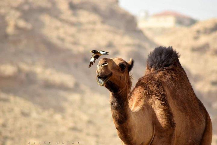 Luxury 3 - Day Sahara Tour – Group Experience
