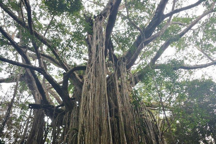 Cairns hidden gems, Historic Village Herberton and Tableland