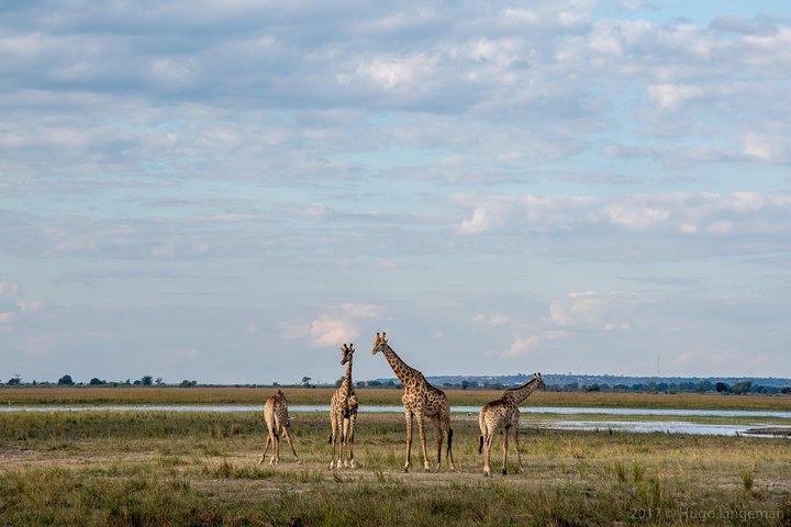 Chobe Day Trip