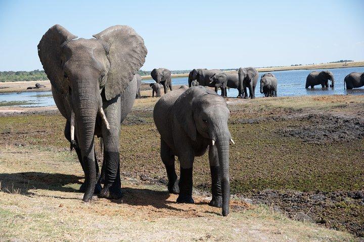 Chobe Day Trip