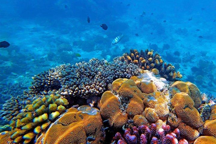Experimenta la Magia de Mnemba : Half-Day Dolphin & Snorkeling