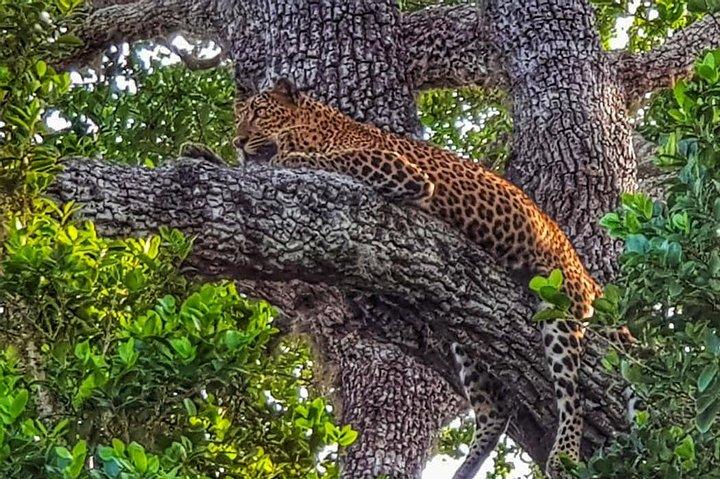 All Inclusive Yala National Park Jeep Safari Day Tour från Colombo & Negombo
