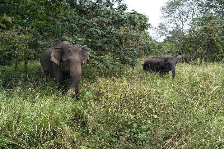 Excursion d'une journée en Jeep Safari au parc national de Yala tout compris au départ de Colombo et Negombo