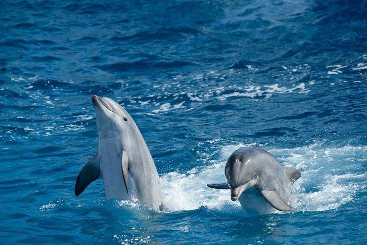 Overnatning Snorkling tur på Satayh Dolphin Reef Fra Marsa Alam