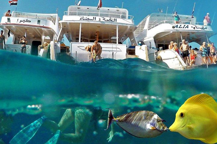 Overnatning Snorkling tur på Satayh Dolphin Reef Fra Marsa Alam