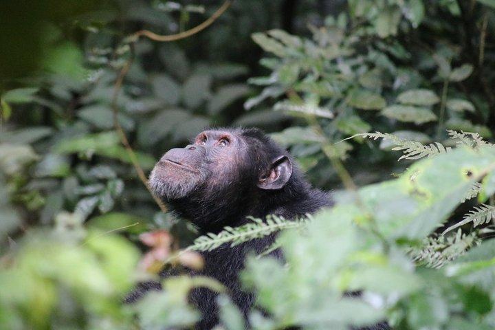 Caminhada de chimpanzé de 2 dias no Parque Nacional Kibale