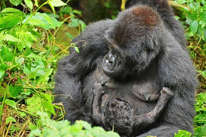 Gorilas, Caça e Masai Mara Safari - 14 Dias