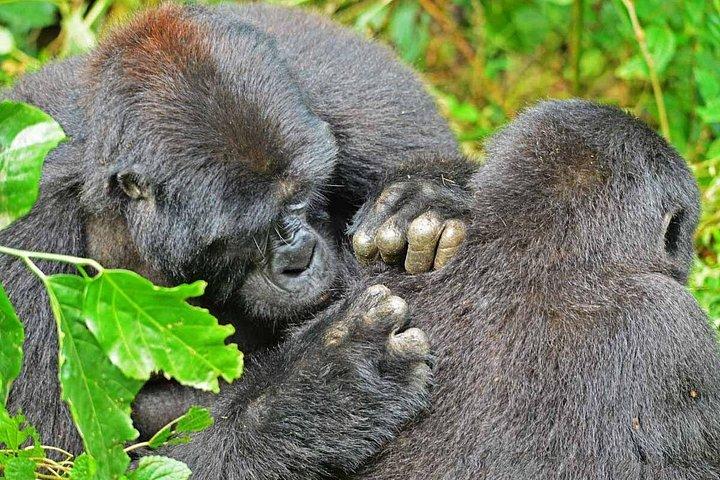 Luxury Gorilla Tracking Safari by Road - 4 Days