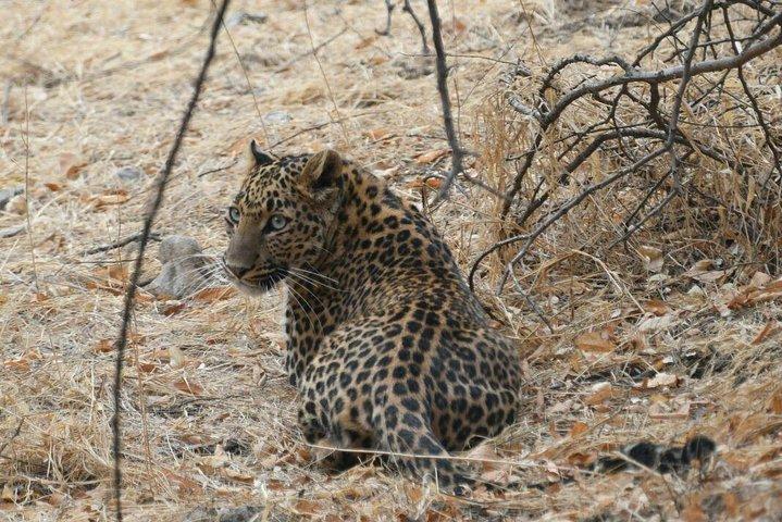 1 Tag: Jhalana Leopard Safari+Abhaneri Step Well Tour von Jaipur
