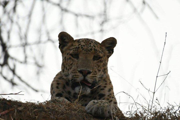 1 Tag: Jhalana Leopard Safari+Abhaneri Step Well Tour von Jaipur