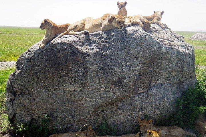 Tanzania-safari med guide på italienska, den stora migrationen av Serengeti