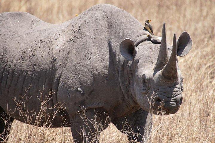 Tanzania-safari med guide på italienska, den stora migrationen av Serengeti