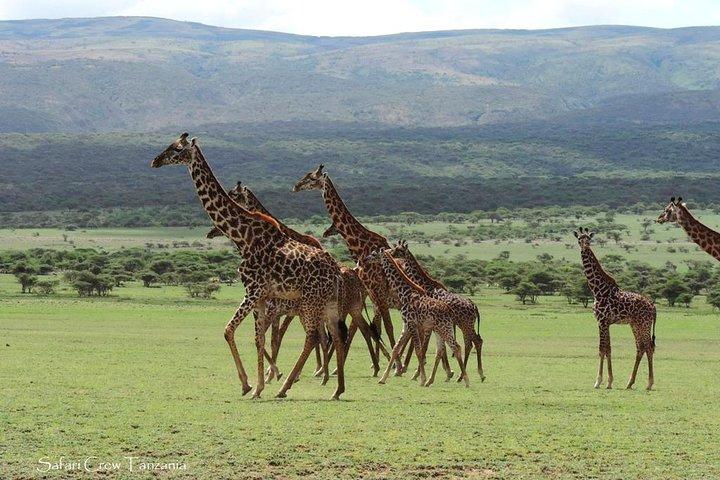 Tanzania-safari med guide på italienska, den stora migrationen av Serengeti