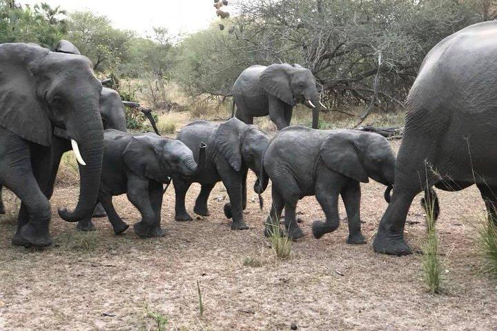 Tanzania-safari med guide på italienska, den stora migrationen av Serengeti