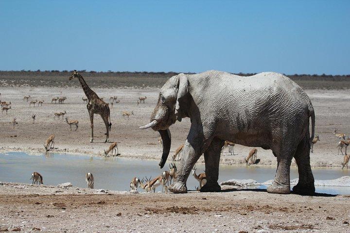 Boucle namibienne privée guidée de 6 jours avec hébergement
