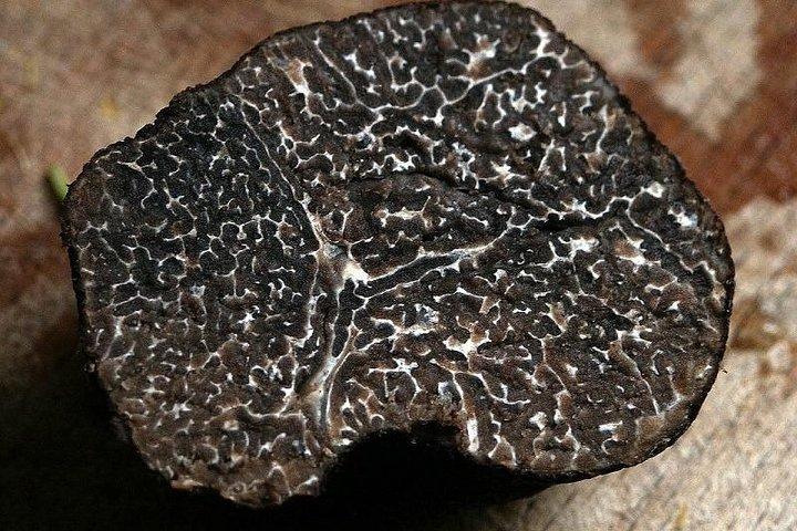 Caça às trufas e degustação de vinhos - Tour privado