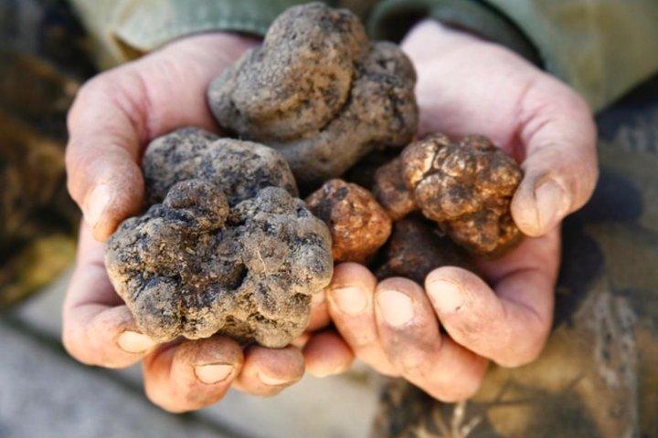 Caça às trufas e degustação de vinhos - Tour privado