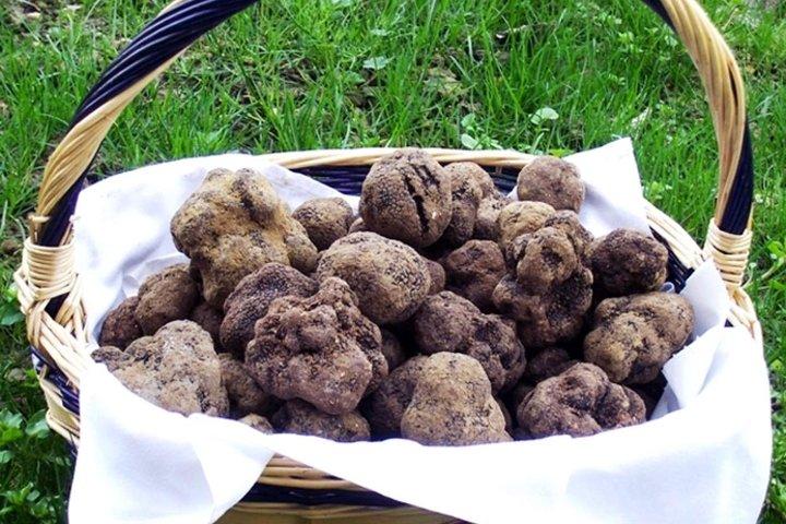 Caça às trufas e degustação de vinhos - Tour privado
